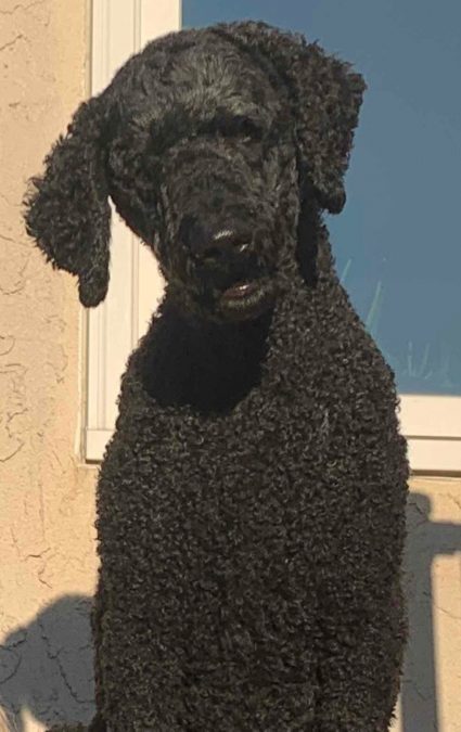 dog